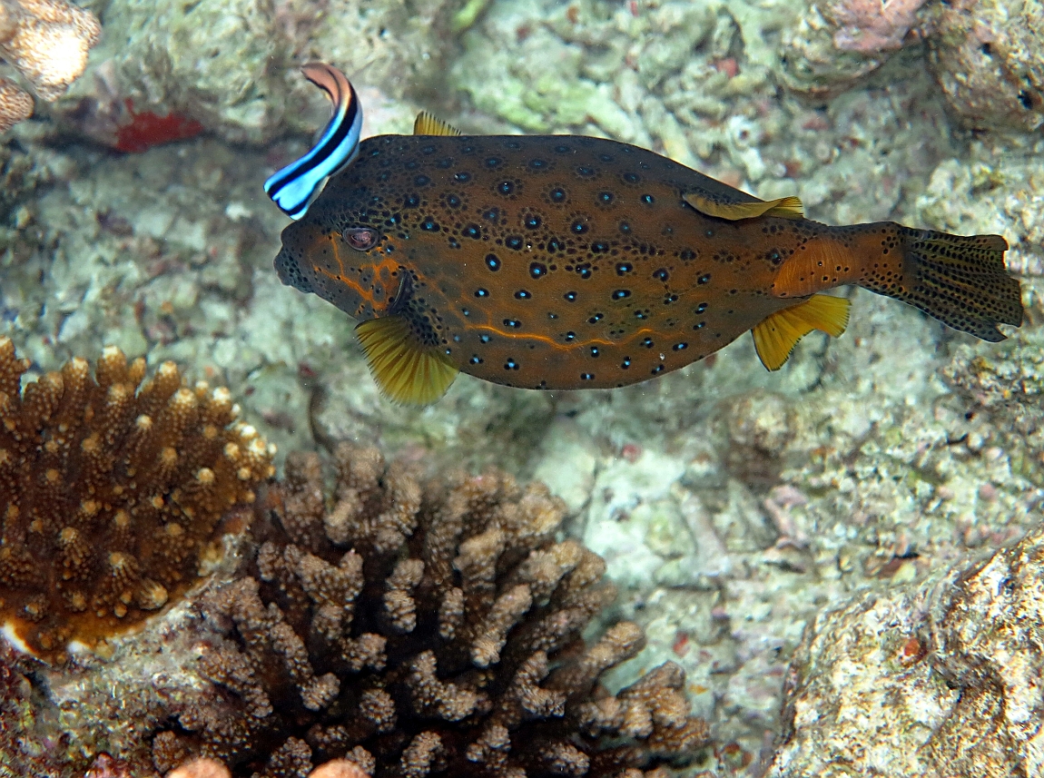 IMG_0560rfn_Maldives_Madoogali_House reef_Poisson coffre.jpg